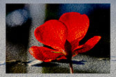 Kunstfotografi_Brit_Mammas_blomst.jpg